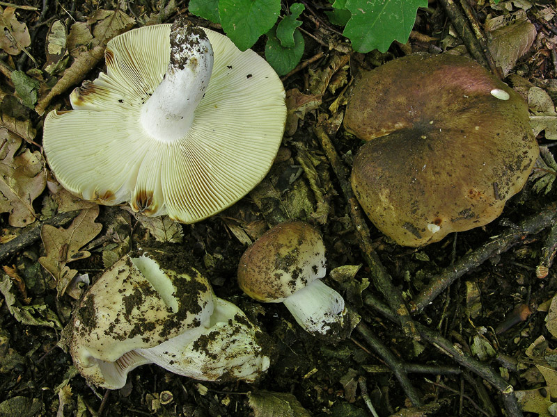 Russula da determinare.